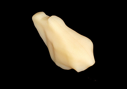 06_horseSkull (verowhite)